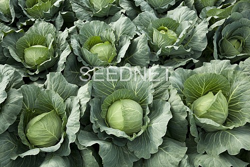Counter Cabbage Seeds White - 2500 seeds