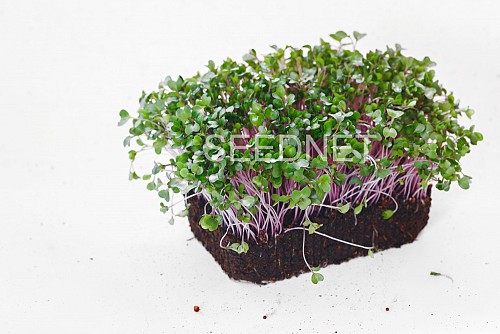 MICROGREENS-SPROUTS - Kohlrabi Seeds Microgreens-Sprouts Seeds - 1KG seeds