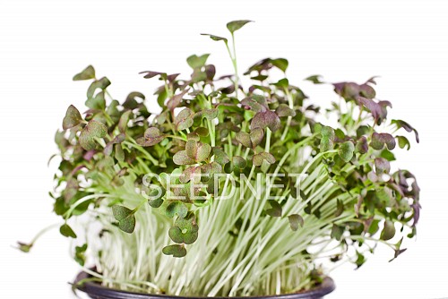 MICROGREENS-SPROUTS - Mizuna (Baby leaves) Seeds Microgreens-Sprouts - 1KG seeds