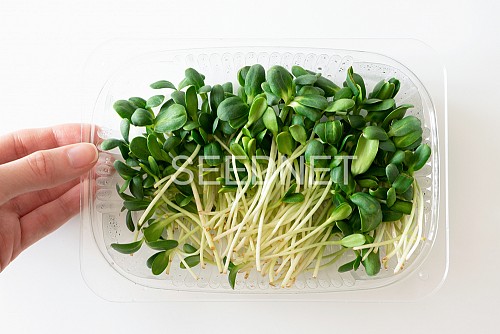 MICROGREENS-SPROUTS - Sunflower Seeds Microgreens-Spouts Seeds - 1KG seeds