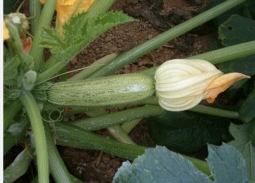 STANDARD - Gheppio Zucchini Seeds Standard - 100 gr. seeds