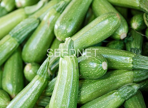 Diana F1 Zucchini Seeds 500 seeds - 500 seeds