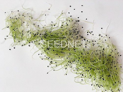 MICROGREENS-SPROUTS - Garlic Chinese Chives Seeds - 500g - 500g seeds