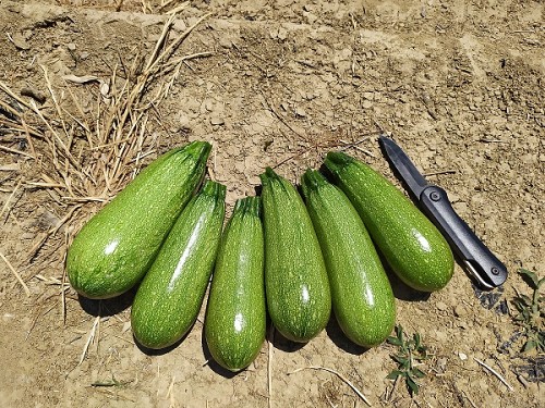 Mexicana F1 Zucchini Seeds Standard - 500 seeds