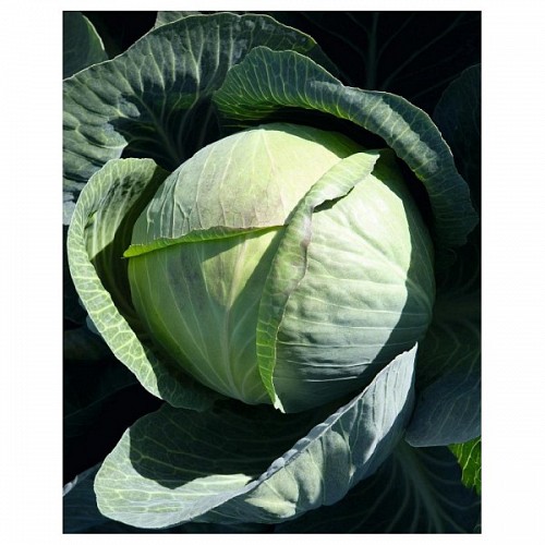 Cyclone Cabbage Seeds White - 2500 seeds