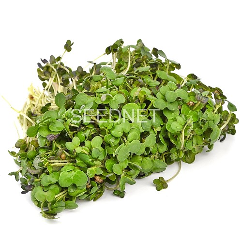 MICROGREENS-SPROUTS - Mustard Seeds Microgreens-Sprouts - 1KG seeds