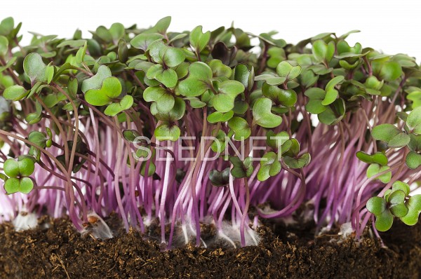 Red Cabbage Seeds Microgreens-Sprouts 1KG