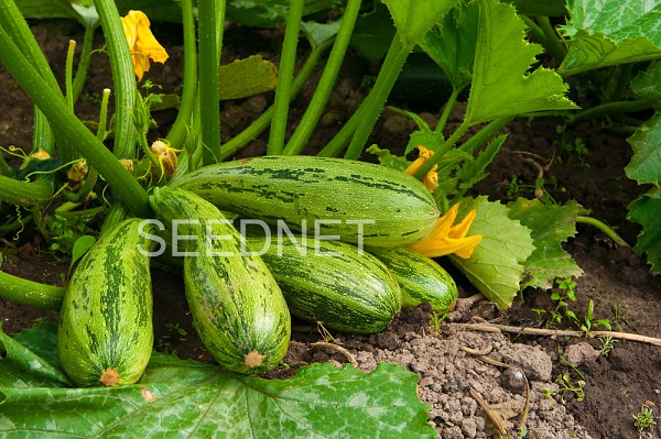 Tiger grey F1(Bengal ) Zucchini Seeds Standard