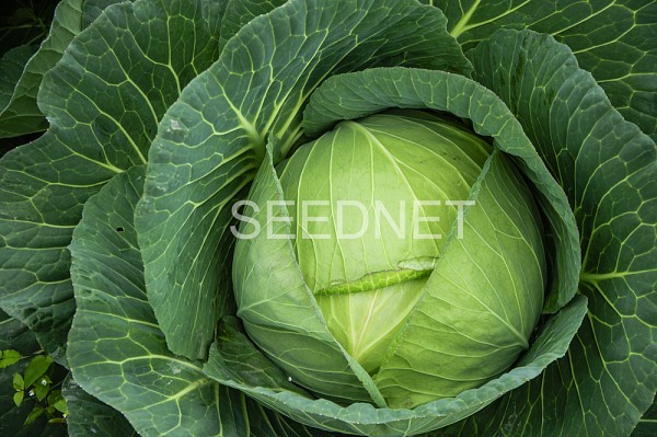 Supreme vantage Cabbage Seeds White