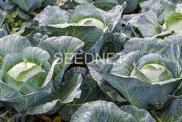 Adelco Cabbage Seeds White