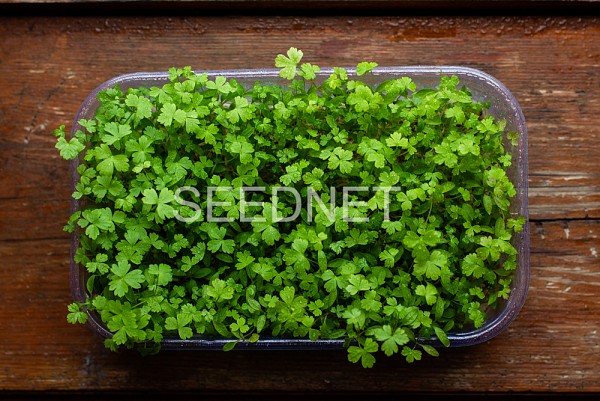 Parsley Seeds Microgreens-Sprouts
