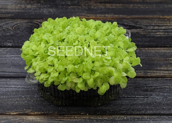 Lettuce Seeds Microgreens-Sprouts