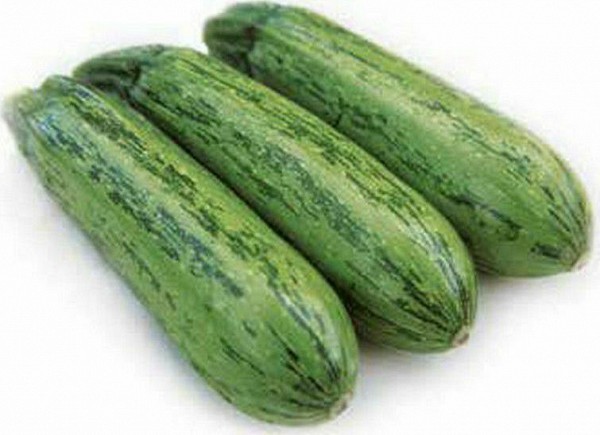 Rigas Zucchini Seeds 1000 seeds