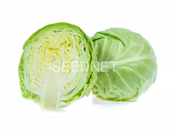 Kingstonia F1 Cabbage Seeds 2500 seeds
