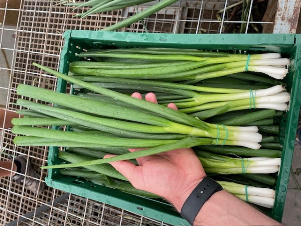 Jedi F1 Onion Seeds