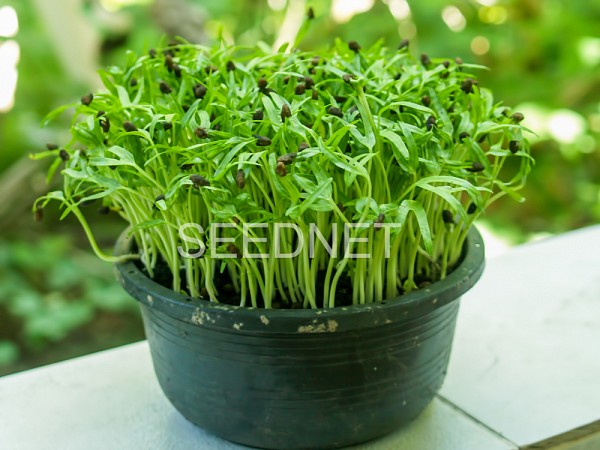Spinach Seeds Microgreens-Sprouts