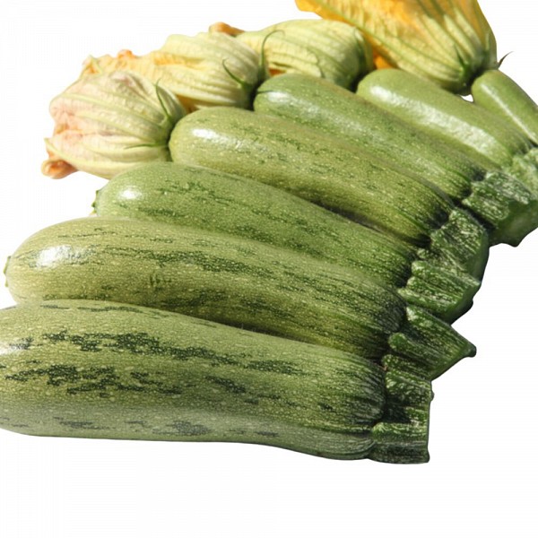 Dolmas Zucchini Seeds Standard