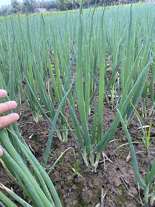 Jedi F1 Onion Seeds