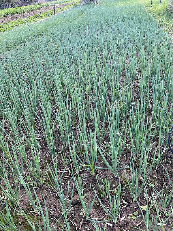 Jedi F1 Onion Seeds