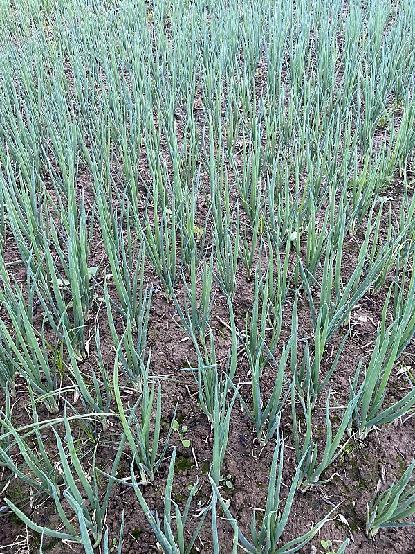 Jedi F1 Onion Seeds