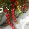 Nettarino F1 Tomato Seeds Plum