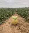 Crystal stone Melon Seeds