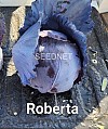 Roberta Cabbage Seeds Red