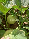 Suzan Melon Seeds Galia
