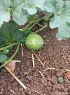 Suzan Melon Seeds Galia