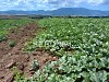 Suzan Melon Seeds Galia