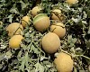 Crystal stone Melon Seeds