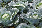 Klabishi Cabbage Seeds White