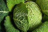 Miltta Cabbage Seeds Savoy