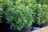 OREGANO GREEK 50gr