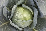 Storka F1 Cabbage Seeds 2500 seeds