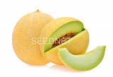 Masada F1 Melon Seeds Galia