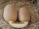 Ahlam F1 Melon Seeds 500 seeds