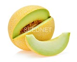Excelor Melon Seeds Galia