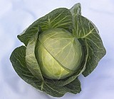 Gallican F1 Cabbage Seeds White