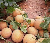 Zepo F1 Melon Seeds Galia