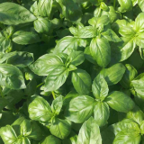 Aroma 2 (P)F1 Herbs Seeds Basil