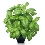 Aya (P) F1 Herbs Seeds Basil