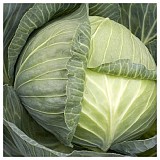 Septima Cabbage Seeds White