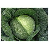 Stanton Cabbage Seeds White