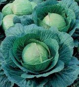 TSX-5624 F1 Cabbage Seeds 2500 seeds