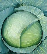 Green Sapphire Cabbage Seeds White