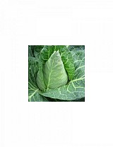 Monarchy Cabbage Seeds White