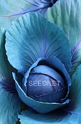 Reball Cabbage Seeds Red