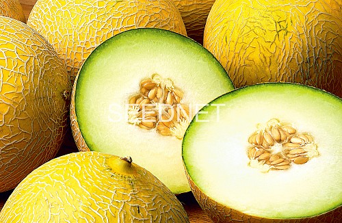 GALIA - Fenomenon Melon Seeds Galia - 500 seeds