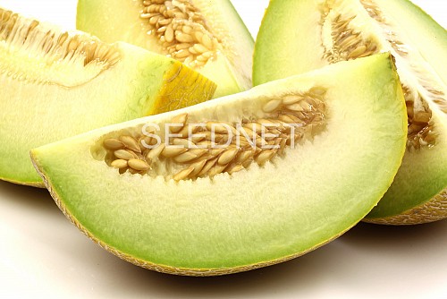 Ronaldo F1 Melon Seeds Galia